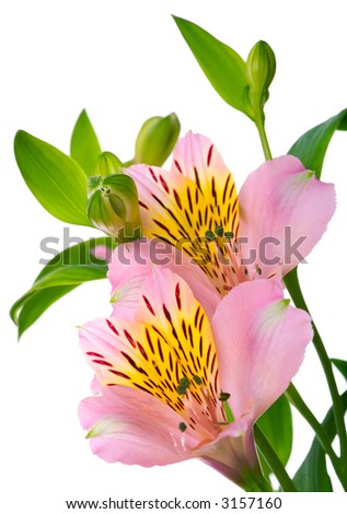 Macro shot of a pink flowers, isolated on white