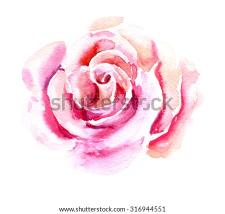 Pink tender rose Watercolor painting