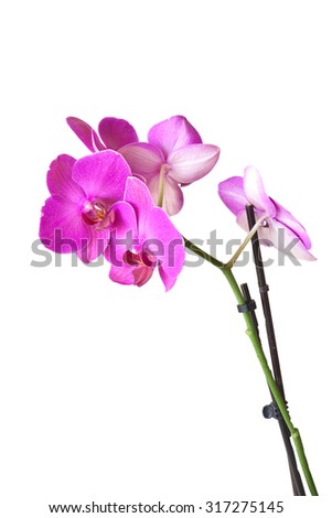Beautiful orchid in purple colors on a white background