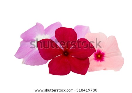 Periwinkle on a white background