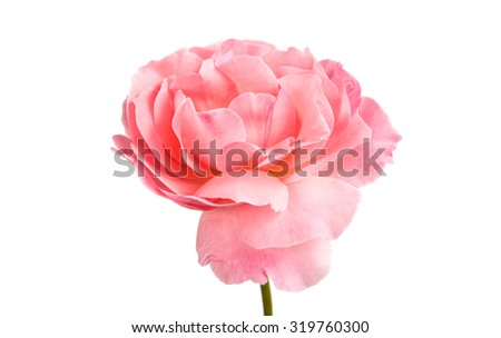 Roses on white background
