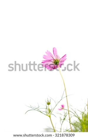 Cosmos flower (Cosmos Bipinnatus) on white background.