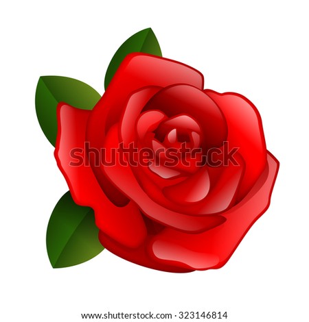 Flower rose vector