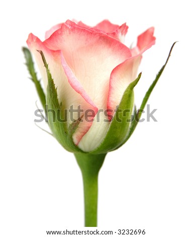 pink rose, isolated