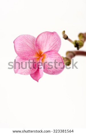Pink plumeria flowers isolated on white background.