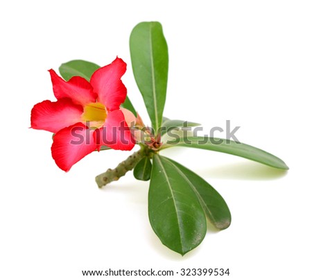 beautiful red frangipani flower isolated on white background