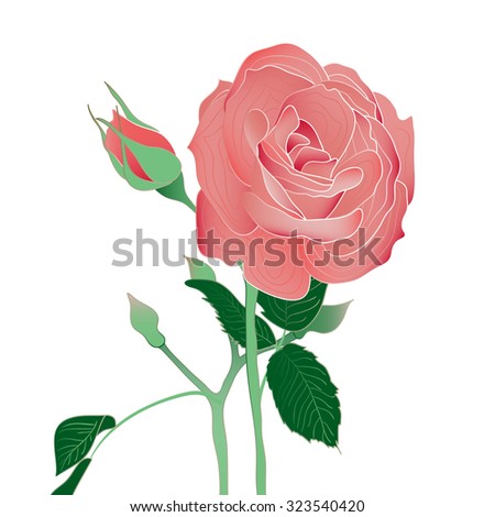 Blooming and budding pink rose flowers