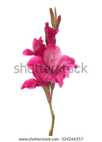 Pink gladiolus isolated on white background