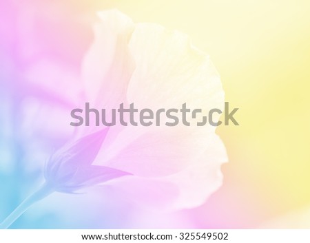 sweet color flower in soft color and blur style for background