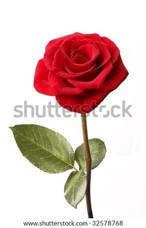 Single red rose isolated on white