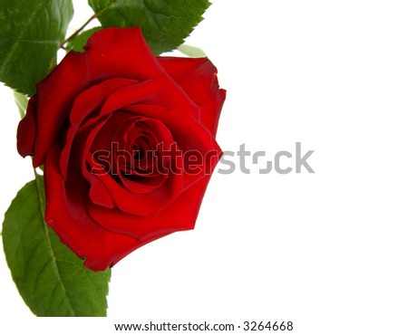 single red rose isolated on white background with room to write text