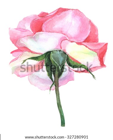 beautiful rose watercolor hand-painted isolated on white background. for greeting cards and invitations of the wedding, birthday, Valentine's Day, mother's day and other seasonal holidays