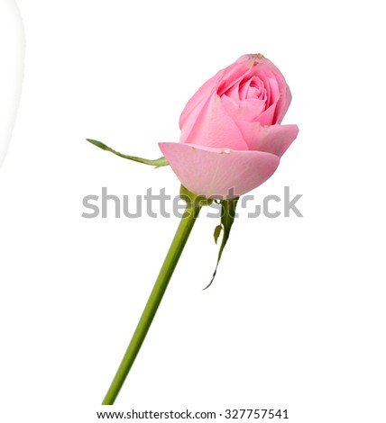 pink rose
