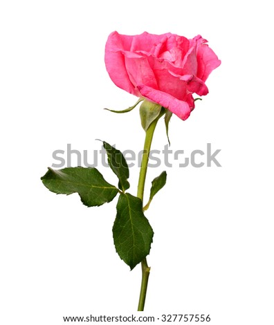 Pink rose macro
