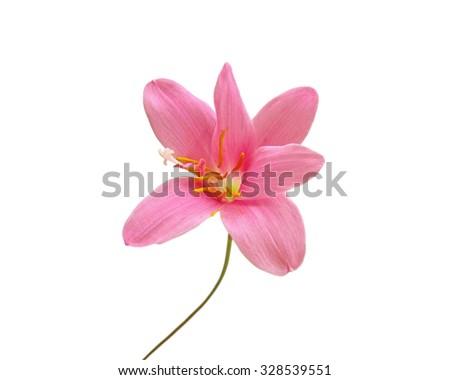 Pink flower on a white background