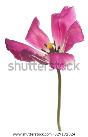 Studio Shot of Magenta Colored Tulip Flower Isolated on White Background. Large Depth of Field (DOF). Macro. National Flower of The Netherlands, Turkey and Hungary.