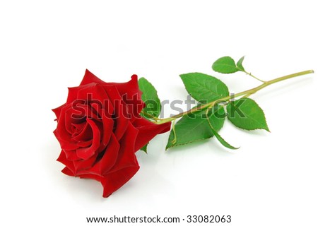 Red rose on the white