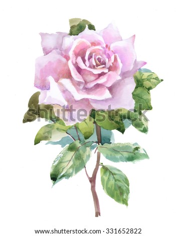Watercolor garden rose isolated on white background