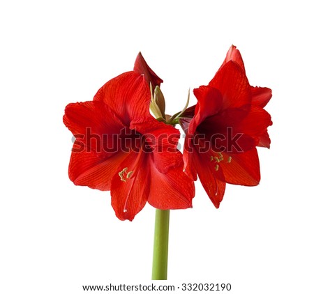 Blossoming Hippeastrum red flower on a white background isolation