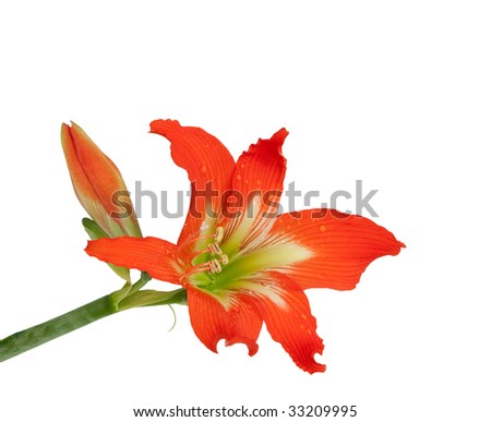 Orange flower isolated on white