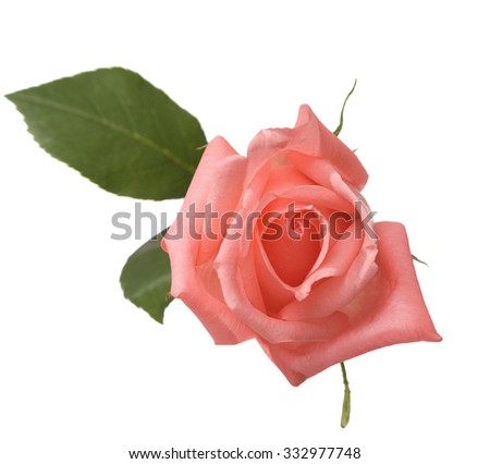 Pale  pink rose  isolated on white.