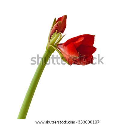 Blossoming Hippeastrum red flower on a white background isolation