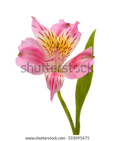 Pink flowers isolated on white background. Alstroemeria