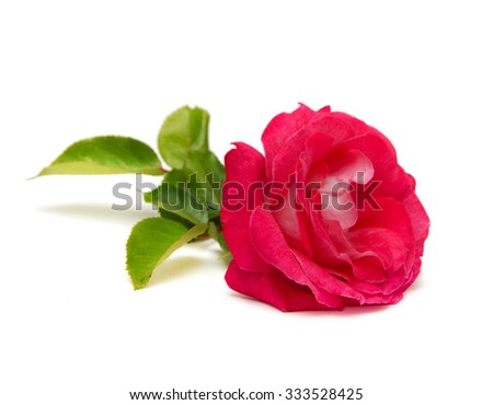 beautiful red rose isolated on a white