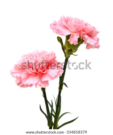 pink carnations flower on white background