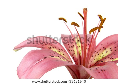 A close-up of an isolated pink and yellow lily.