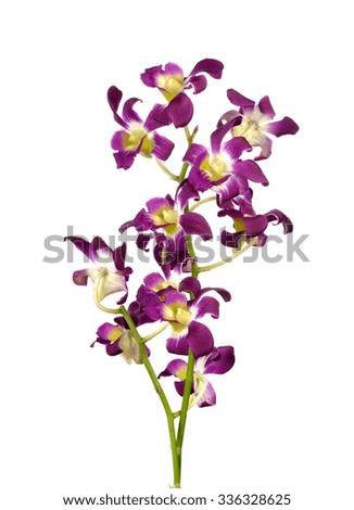 Purple (Violet) orchid on white
