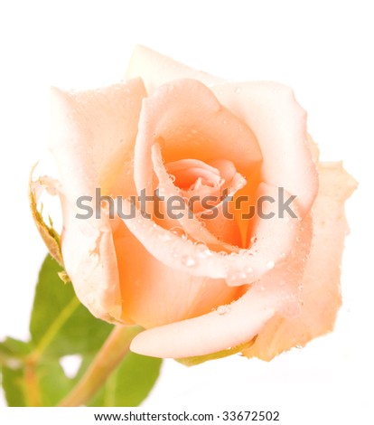 White rose with water drops isolated