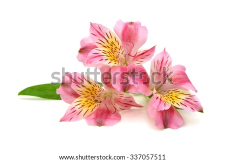 A bunch of wonderful alstroemeria flowers