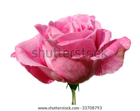 a beautiful fresh pink rose isolated on white