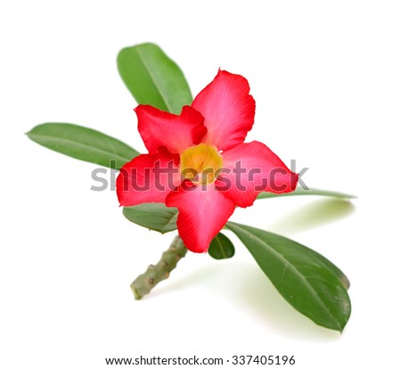 beautiful red plumeria rubra flower isolated on White background