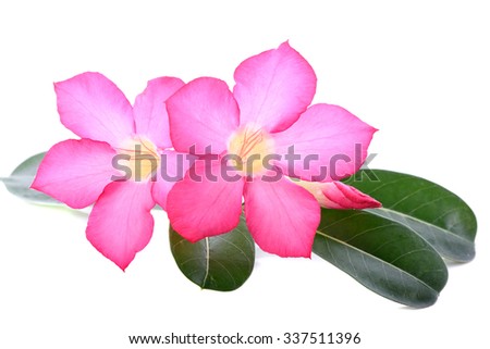 azalea flower on the white isolate background