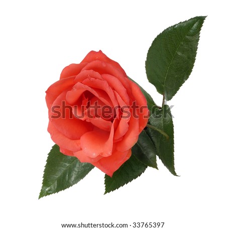 scarlet rose in dew drops on white background