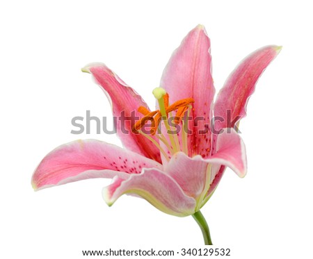 beautiful pink lily flower isolated on white background