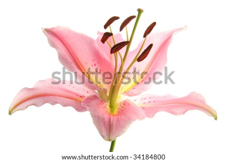 pink Lily (back light)