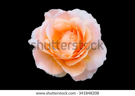 Big orange rose in the garden for lover