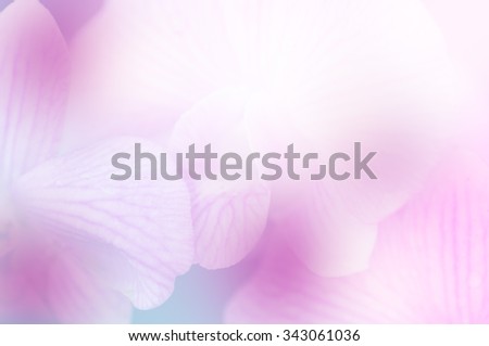 Orchid in soft and blur background, background pattern