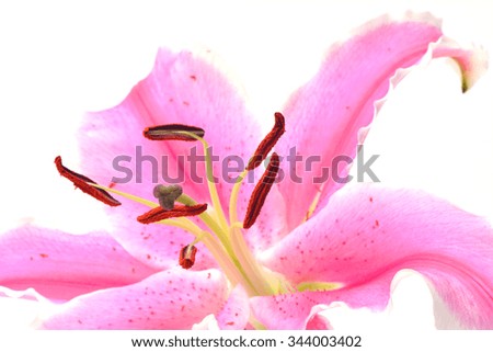 Pink flower lily