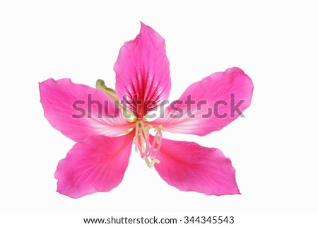 Pink Frangipani flower
