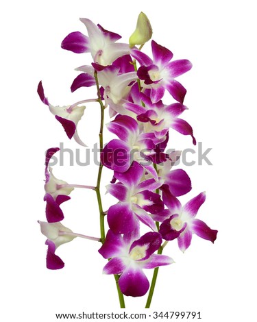 beautiful Purple Dendrobium orchid flowers isolated on white background