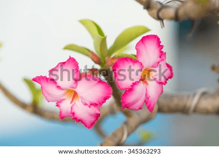 Adenium or desert rose flower