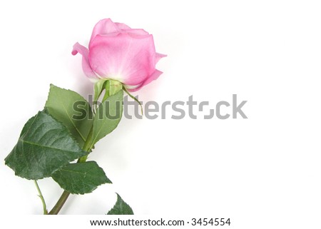 Pink rose with white background, taken closeup