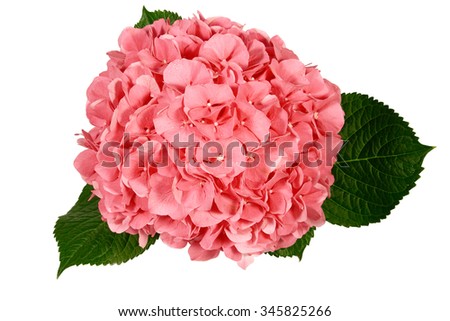 Pink hydrangea flower isolated on white background