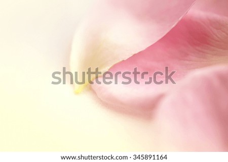 sweet pink rose petals in soft color for romantic background