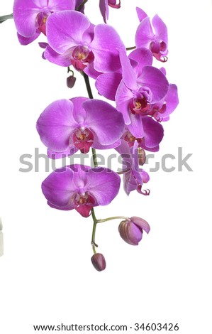elegant purple orchids