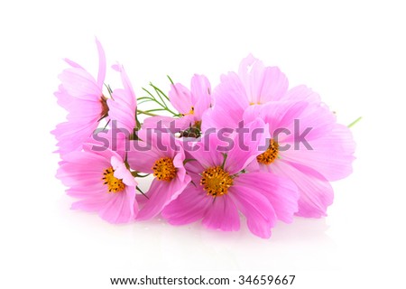Pink Cosmos isolated over white